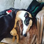 Profile Picture of Terry Choi (@on_the_couch_with_terry) on Instagram