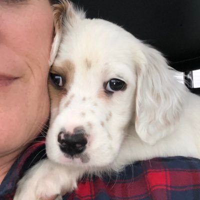 Profile Picture of Kris Shaffer (@KrisShaffer1) on Twitter