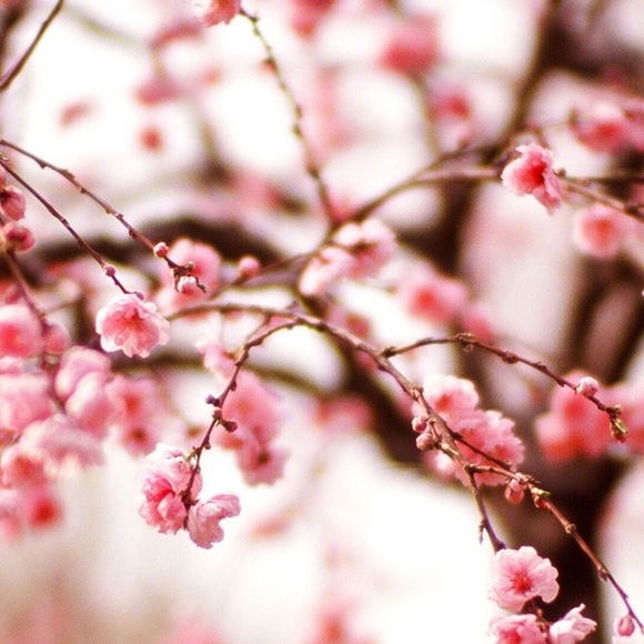 Profile Picture of Erica Reinschmiedt (@erica_xcx) on Poshmark