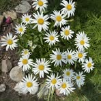 Profile Picture of Louise Cavanaugh (@louise.cavanaugh) on Facebook