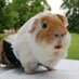 Profile Picture of Handicapped Hamster (@@BenjaminWhitman) on Twitter