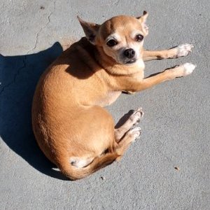 Profile Picture of Meg Blair (@MmmTheHashbrown) on Twitter