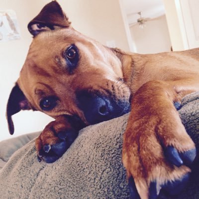 Profile Picture of Jeffrey Wigand (@Insanechimpp901) on Twitter