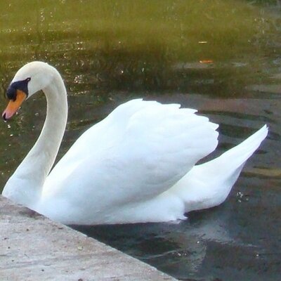 Profile Picture of Sheree Roberts (@msreegpstc) on Twitter
