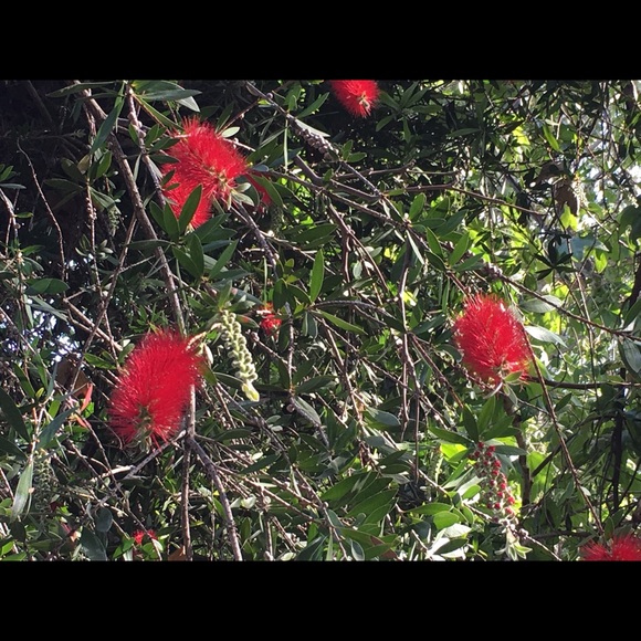 Profile Picture of Lisa Madsen (@lmad0707) on Poshmark