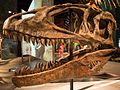 Profile Picture of Carcharodontosauridaeon Wikipedia