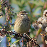 Profile Picture of Aaron Graham (@Garrett Co. Birder) on Flickr