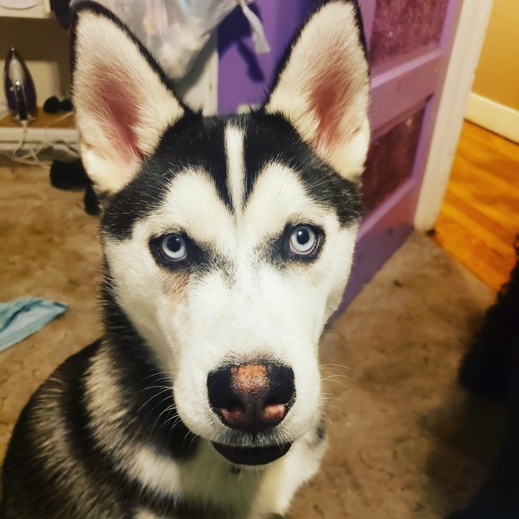 Profile Picture of Elizabeth Feagle (@laliz924) on Poshmark