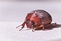 Profile Picture of Maladera insanabilison Wikipedia