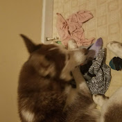 Profile Picture of Tabitha Holt (@tabithaholt8314) on Youtube