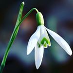 Profile Picture of Лаура Дайрбековна (@laura_030288) on Instagram