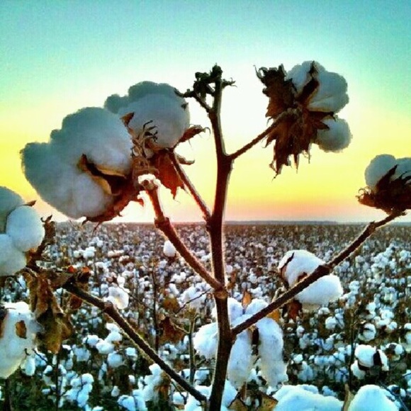 Profile Picture of Chad Lanier (@chadlanier5402) on Poshmark