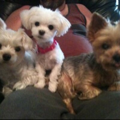 Profile Picture of Jean Byrd (@penguinbyrd) on Twitter