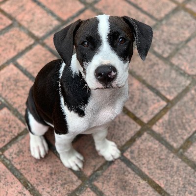 Profile Picture of Laurie Lezin-Schmidt (@llezinschmidt) on Twitter