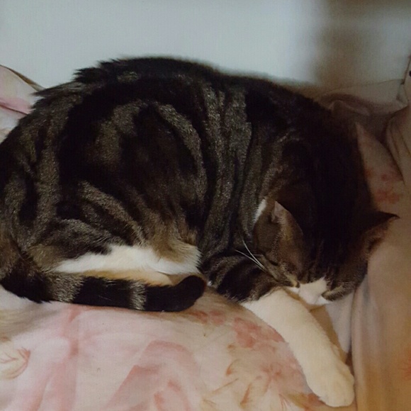 Profile Picture of Lisa Lowe (@lilowe69) on Poshmark