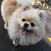 Profile Picture of dog_beauty (@@dog_beauty) on Tiktok