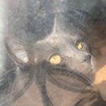 Profile Picture of Quinten Dusthimer (@blamo10101) on Instagram