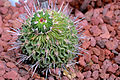 Profile Picture of Stenocactus multicostatuson Wikipedia