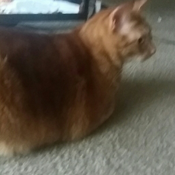 Profile Picture of Stephanie Craig (@scraig9824) on Poshmark