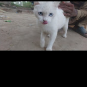 Profile Picture of Cute Cates (@cutecates6693) on Youtube