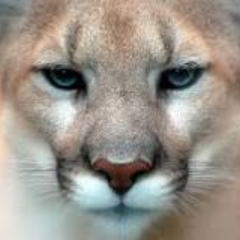Profile Picture of Pamela Taggart (@CougarGirl49) on Twitter