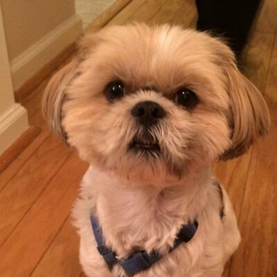 Profile Picture of Lisalalor117 (@lisalalor) on Twitter