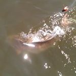 Profile Picture of Nathan Thigpen (@nathanthigpen) on Instagram