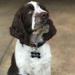 Profile Picture of henry_thespringer (@henry_thespringer) on Instagram