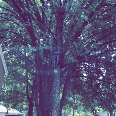 Profile Picture of Tyler Goldsmith (@tyisvgay) on Twitter