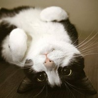 Profile Picture of Chen Meng (@chen-meng-11) on Quora