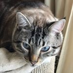 Profile Picture of Tina Willett (@hybrid2015) on Instagram