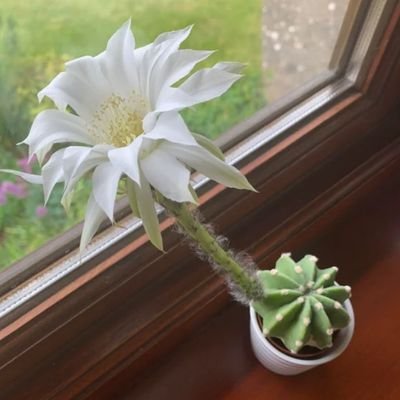 Profile Picture of Bruno T. (@josh12245158) on Twitter