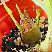 Lily Xie - Youtube Profile Picture of Lily Xie (@lilyxie5157) on Youtube