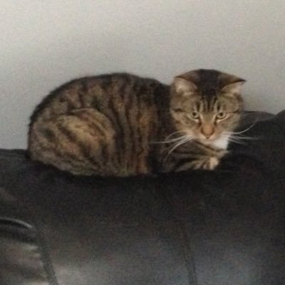 Profile Picture of Andrew Hoffmann (@adhoffma) on Twitter