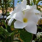 Profile Picture of Sherrianne Speakman Swartz (@sherrianneswartz) on Instagram