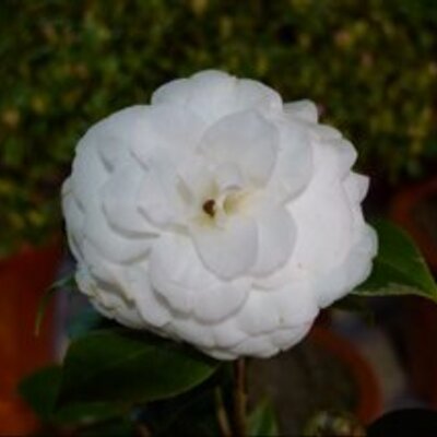 Debbie Kong - Twitter Profile Picture of Debbie Kong (@debbiekong7) on Twitter