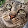 Profile Picture of nelson (@nelson_wayne) on Tiktok
