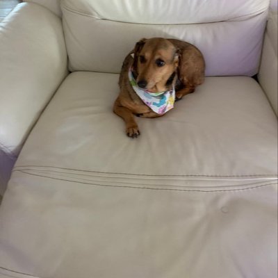 Profile Picture of Tricia Fox (@triciaf81064180) on Twitter