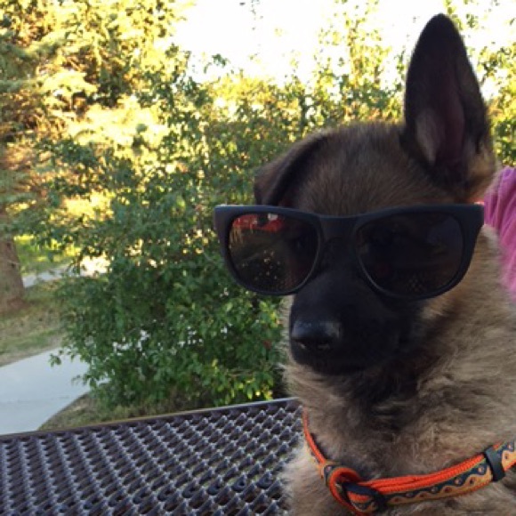 Profile Picture of Shyla Sharma (@shyla_540) on Poshmark