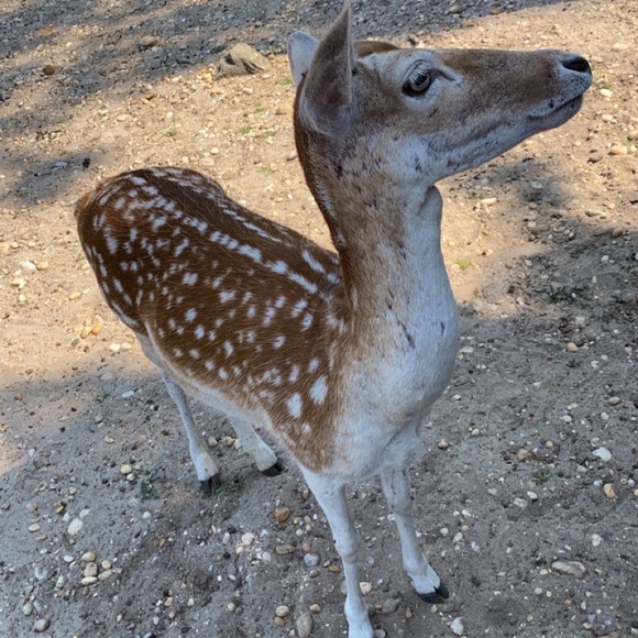 Profile Picture of Paige Andersen (@soccergirl1550) on Poshmark