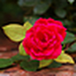 Profile Picture of Kimberly Bailey (@Wildflower96) on Flickr