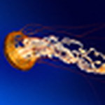 Profile Picture of Misspix2012 (@misspix2012) on Flickr