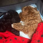 Profile Picture of Jaxon🤎 and Bailey🖤 (@jaxon_.bailey_1112) on Instagram