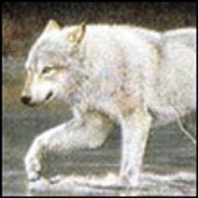 Profile Picture of Joshua Maroney (@Joshua_Maroney) on Twitter