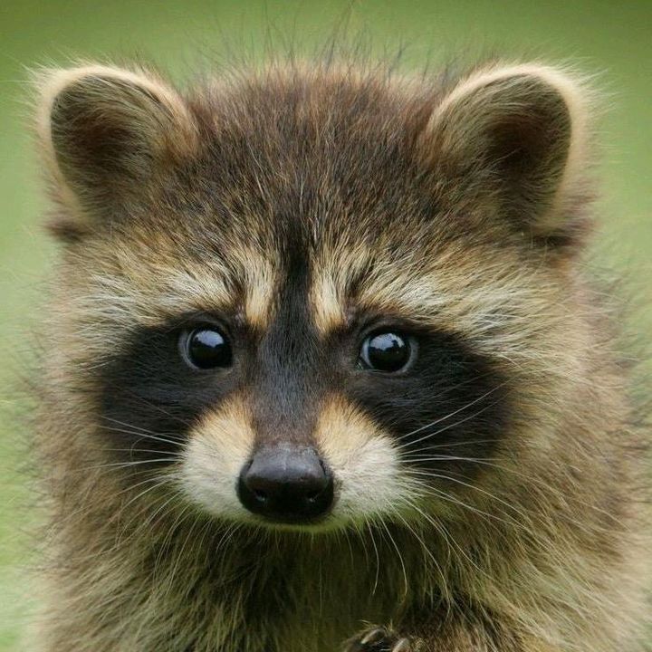 Josephaedan - Tiktok Profile Picture of Josephaedan (@sneakyraccoon1) on Tiktok