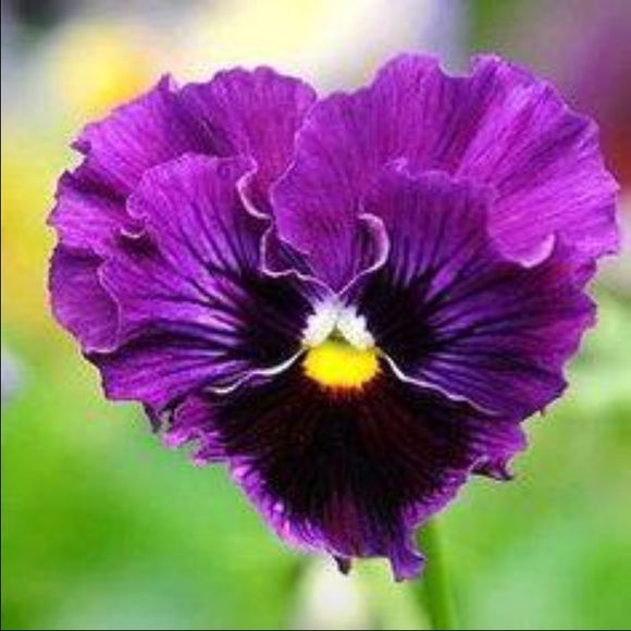 Profile Picture of Martha Weaver (@marthaaweaver) on Poshmark