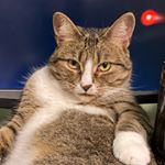 Profile Picture of Lianne Chagnon (@lchagnon) on Instagram