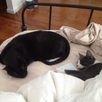 Profile Picture of Matt Longoria (@matchoolongoria) on Twitter