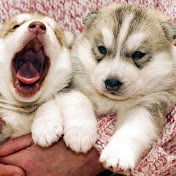 Profile Picture of Ralf Weber (@ralfweber3308) on Youtube