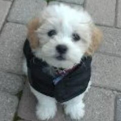 Profile Picture of Karen (Bruce) Riggs (@KarenMRiggs) on Twitter